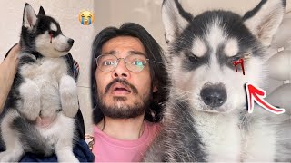 Almost lost his eye kismat ke bharose🩸 Dog can talk  Rottweiler  Husky  Review Reloaded [upl. by Travax]