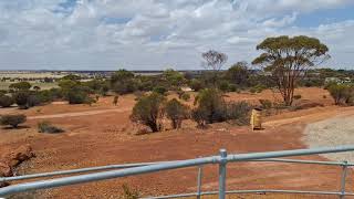 Gabby Quoi Quoi Free Camp WA Wheatbelt amp Wildflowers Dog Friendly and 15h From Midland Perth [upl. by Thacher]