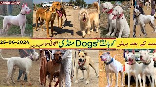 Eid Biggest Dogs 🐕 Show in Pakistan  Kohat Dog Mandi  Pk Animals [upl. by Eizzik]