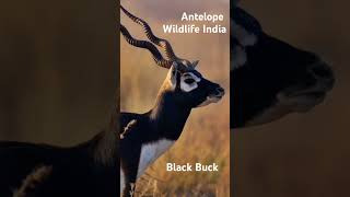 antelope blackbuck wildlifetourism wildlifeconservation [upl. by Hgielrak611]