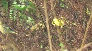 MVI 0063 Yellowbreasted Greenfinches Dehrradun Rajaji Chilla range 171124 [upl. by Ateerys]