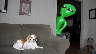 Dog Pranked with Alien Funny Dog Maymo [upl. by Efioa939]