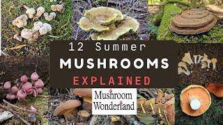 12 Summer Mushrooms Explained August Wild Mushrooms [upl. by Arrak]