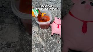 Squishy Piggy Left In Chamoy For 24hrs shorts [upl. by Cheadle]