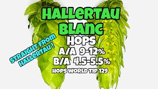 HALLERTAU BLANC HOPS  HOP WORLD TIP 129 [upl. by Lasser]