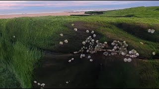 Cresswell beach [upl. by Rehpinej]