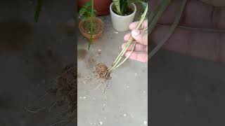 Grow potato plant at home garden versatilevansh [upl. by Margherita536]