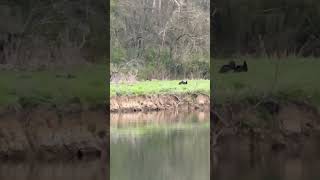 East tn spring turkey [upl. by Ahearn]