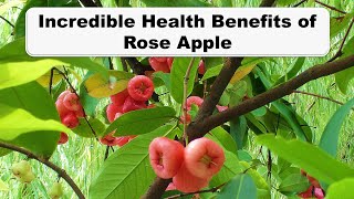 Incredible Health benefits of Rose apple II Java apple [upl. by Marley598]