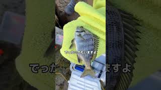 923南芦屋浜東とキャナルの釣果動画フィッシングマックス芦屋店 [upl. by Downs]