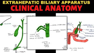 Extrahepatic Biliary Apparatus 44  Clinical Anatomy [upl. by Conley18]