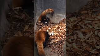 Adorable red panda pet pets cutespets animals [upl. by Gnanmos522]