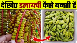 देखिए इलायची कैसे बनती है  Elaichi Kaise Banti Hai  Elaichi ki Kheti  Cardamom Farming [upl. by Viafore]