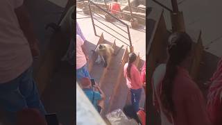 Pushkar ropey Jai ho balajishortsvideo monkeycomedyytshort monkeyvideosreelssong music [upl. by Ttoile28]