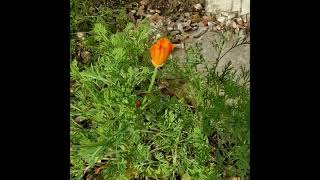 Le Pavot de Californie plante médicinale calmante  California Poppy a calming medicinal plant [upl. by Lear]