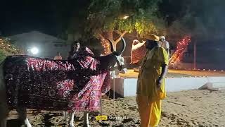 Govardhan Pooja In Shree Pathmeda Godham Mahatirth govrdhan govardhanpooja [upl. by Dasie]