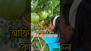 আফ্রিকান কালাবাস ফল এখন দেশেই পাওয়া যায়। kalabash fruit 🍐 fruitvideos african ফল [upl. by Clywd]