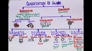 Classification of glands [upl. by Assenev]