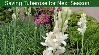 How to save Tuberose plant for next season  Tuberose plant care in winter [upl. by Sucramraj]