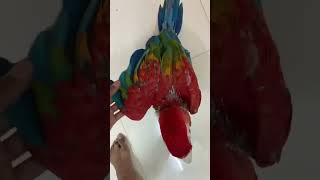 Scarlet macaw available Petzone mangaloreparrots [upl. by Amr300]