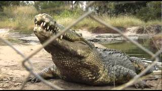 Koorana Crocodile Farm  Southern Great Barrier Reef [upl. by Dedra]