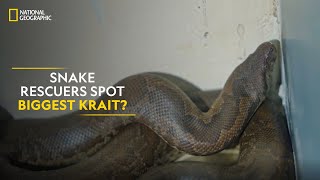 Snake Rescuers Spot Biggest Krait  Snake SOS Goa’s Wildest  National Geographic [upl. by Htebaras]