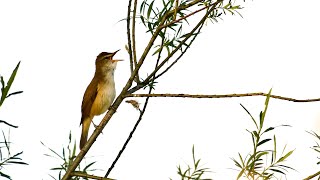 A great reed warbler sings Acrocephalus arundinaceus Grote karekiet 2024 [upl. by Cirderf]