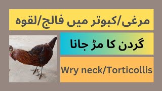 Wry neck  Torticollis  Laqwa  Twisted neck in ChickenPigeon  Turkey  Peacock  Peafowl [upl. by Eniawed]