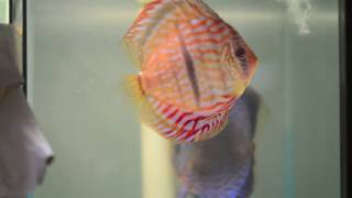 Dr Teoh Red Heckel x Red Turquoise Discus Breeding Pair With Eggs [upl. by Yablon]