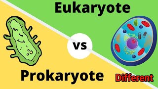 prokaryotic cell VS Eukaryotic cell  Difference between prokaryotic and Eukaryotic cell [upl. by Allain696]