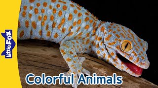 Colorful Animals  Gecko  Parrot  Flamingo  Ladybug  Clown Fish  Monarch Butterfly Turkey [upl. by January]