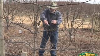 Winter Pruning 2014 [upl. by Ajed]