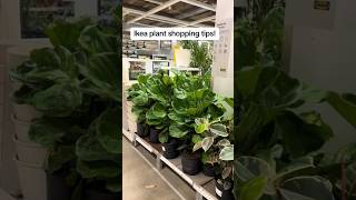 Ikea plant hacks Get more plants for your money 💰 🌱 plants ikeahacks ikeaplants [upl. by Felicity]