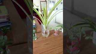 Home Garden  table top indoor plant🌱 Shorts [upl. by Sivlek291]