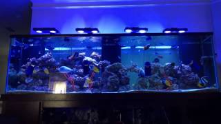 300 Gallon FOWLR Saltwater Aquarium New Additions [upl. by Jasper]