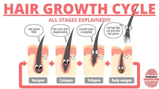 Understanding The Hair Growth Cycle  Adam Explains [upl. by Yren]