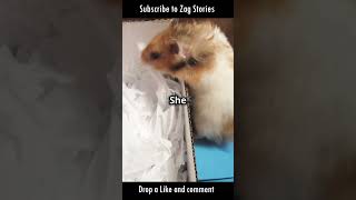 The teacher letting off is insane 🥲 shorts hamster [upl. by Durante]