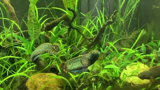 Channa Bleheri Rainbow Snakehead flaring up at each other [upl. by Casta447]