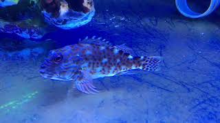 Rare Hawkfish  Cirrhitus pinnulatus [upl. by Freddi]