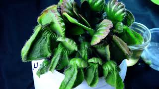 PlantB13 Cephalotus follicularis Bubble Giant  biweekly maintenance – 10624 [upl. by Anitnuahs]