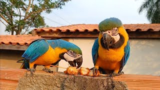 ARARAS NO BALNEÁRIO LAGO AZUL EM Mirassol DOeste [upl. by Alarise]