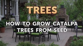 How to Grow Catalpa Trees from Seed [upl. by Kenrick]