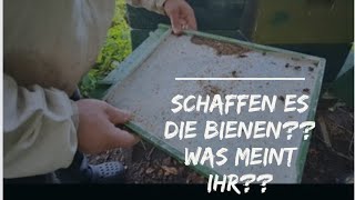 Wie sieht es mit den Bienen aus 10 Imker 10 Meinungen [upl. by Waldron134]