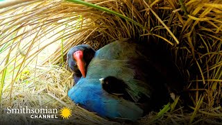 A Rare Pair of Chicks for the Exotic and Endangered Takahe 🐥 Into The Wild New Zealand  Smithsonian [upl. by Riamo]