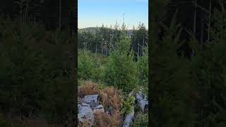 Young Evergreen Trees oregon forest nature [upl. by Bergmann]