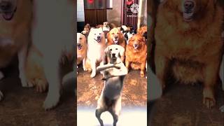 Dog dans very nice video Honny sing new song dogdans dogs [upl. by Jermayne]