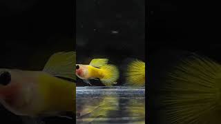 Yellow glass belly guppy hobbies youtubeshorts trending greenscreen [upl. by Nguyen]