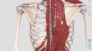 Deep Spinal Muscles Yoga Anatomy [upl. by Stephanus]