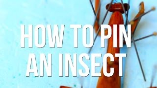 How to Pin an Insect [upl. by Ecniv564]