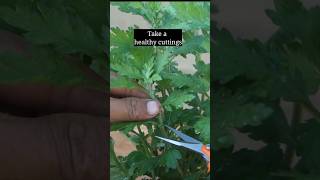 How to propagate Chrysanthemum garden plants gardening chrysanthemum [upl. by Anyad190]